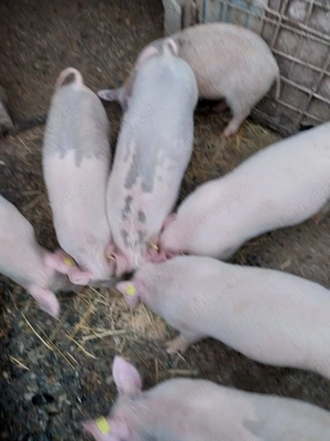 Vând purcei - imagine 2