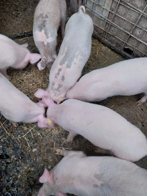 Vând purcei - imagine 3