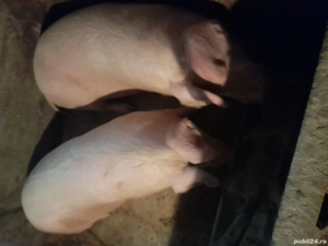 Vând porci - imagine 4