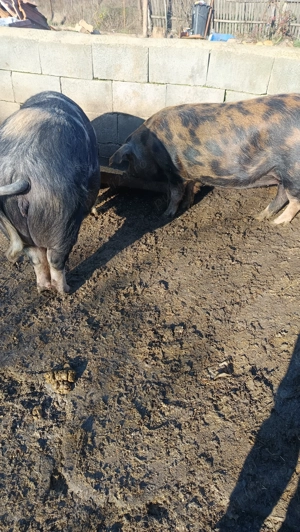  Doua Purcele  de vanzare - imagine 3