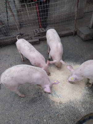 Vand porci - imagine 2