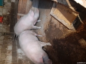 porci de țara 240kg 350kg  - imagine 3