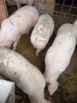 Vând 4 porci pentru carne, greutate 85 90 kg bucată.