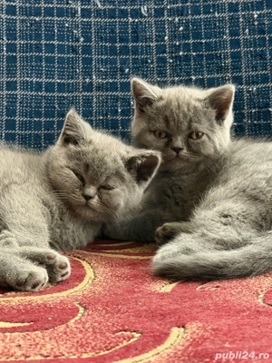 British Shorthair Blue - imagine 5