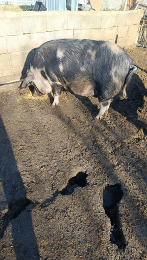  Doua Purcele  de vanzare - imagine 4