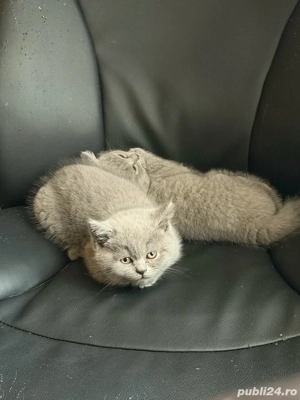 British Shorthair Blue - imagine 3