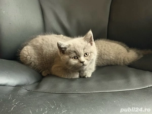 British Shorthair Blue - imagine 2