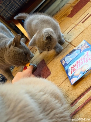 British Shorthair Blue - imagine 4