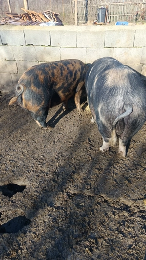  Doua Purcele  de vanzare - imagine 2
