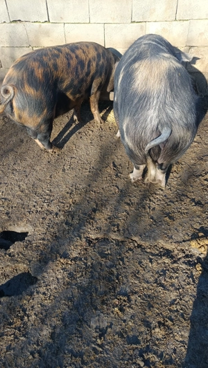  Doua Purcele  de vanzare - imagine 5