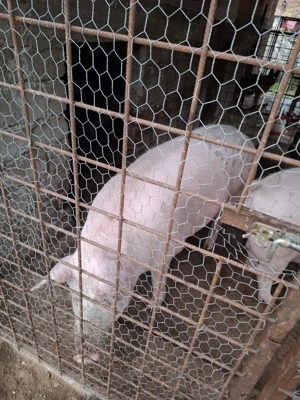 De vănzare porc la 300 kg - imagine 2