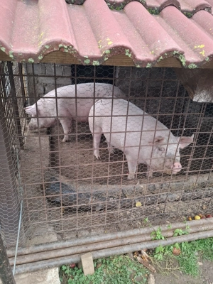 De vănzare porc la 300 kg - imagine 4