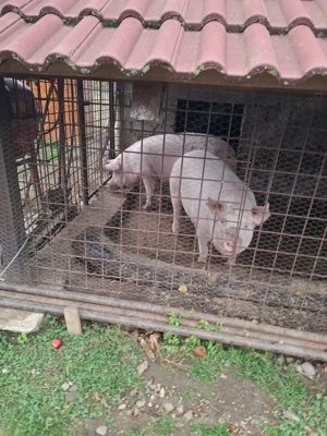 De vănzare porc la 300 kg - imagine 3