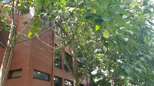 Oportunitate investitie Vila Rosu 473mp, 2500 mp teren, cu deschidere la Lac  - imagine 14