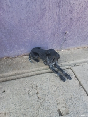 caine pentru trufe dresat