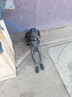 caine pentru trufe dresat - imagine 2