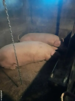 Vând porci - imagine 2