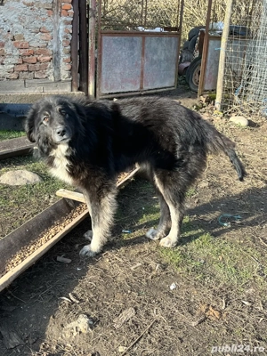 vand donez caine  - imagine 2