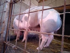 disponibili purcei pietran x duroc - imagine 5