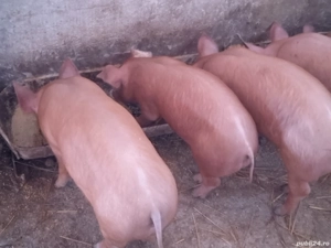 disponibili purcei pietran x duroc - imagine 3