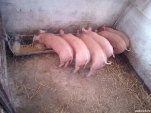 disponibili purcei pietran x duroc - imagine 4