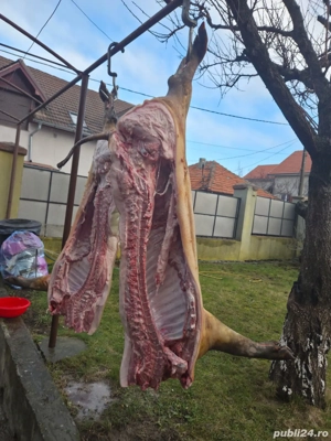 carcasa porc mangaliță 