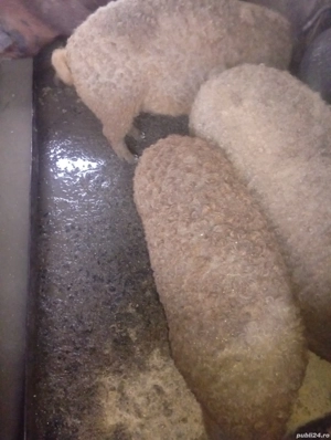 carcasa porc mangaliță  - imagine 2