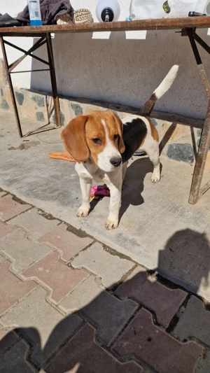 Catel Beagle cu varsta de 1 an - imagine 2