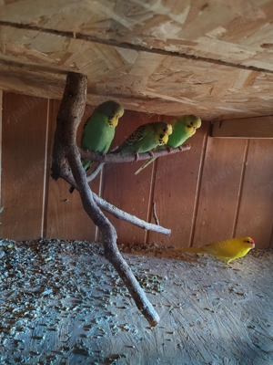 Vând peruși semistandard și kakariki 