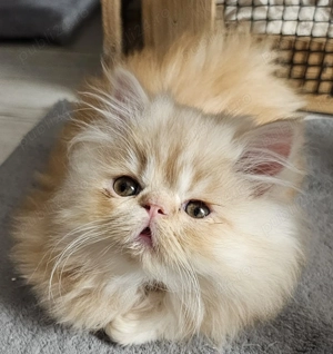 Motănel persan pufos 