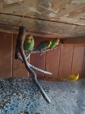 Vând peruși semistandard și kakariki  - imagine 2