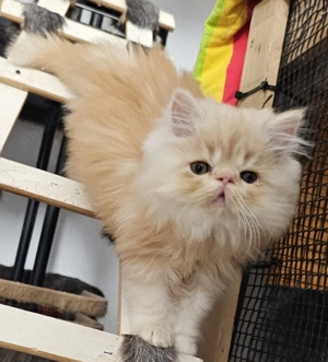 Motănel persan pufos  - imagine 2