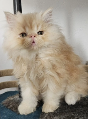Motănel persan pufos  - imagine 4