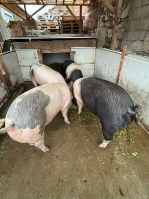 vand porc în Oradea  - imagine 2