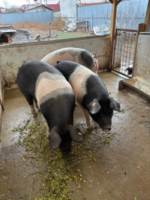 vand porc în Oradea 