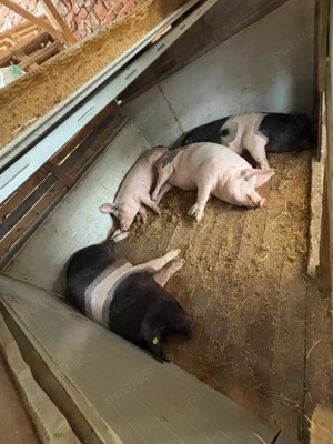 vand porc în Oradea  - imagine 4