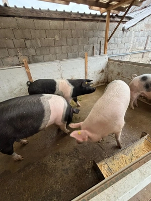 vand porc în Oradea  - imagine 3
