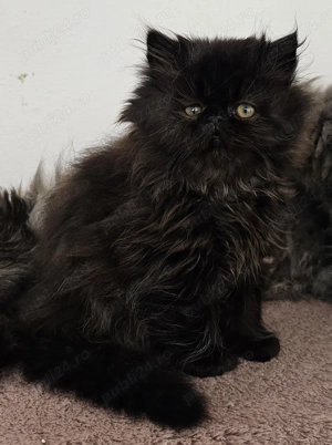 Fetița persana superba 