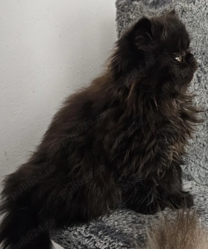 Fetița persana superba  - imagine 2