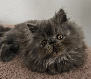 Motănel persan pufos - imagine 2