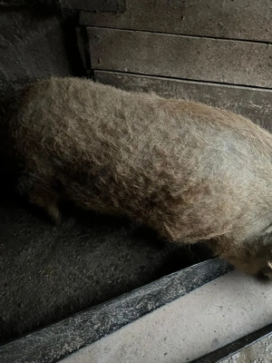 Porc mangalita - imagine 4