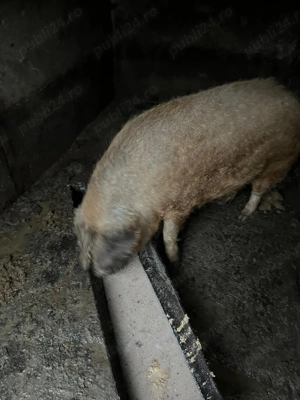 Porc mangalita - imagine 3