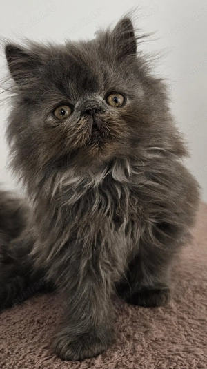 Motănel persan pufos - imagine 4