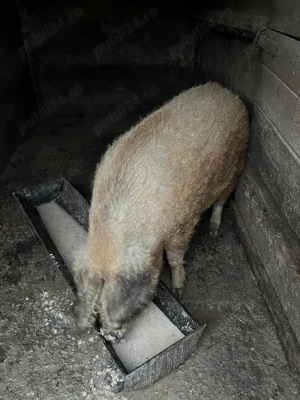 Porc mangalita - imagine 2