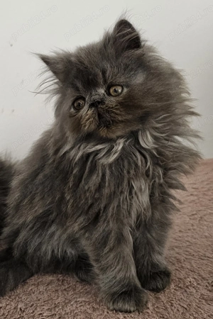 Motănel persan pufos - imagine 3