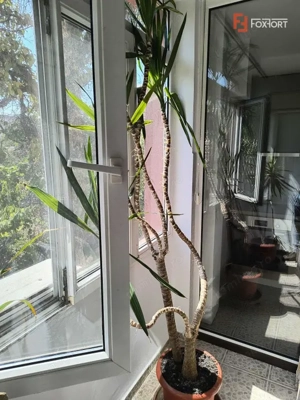 COMISION 0% Apartament cu o camera de inchiriat, etajul 1, zona Brancoveanu - imagine 8