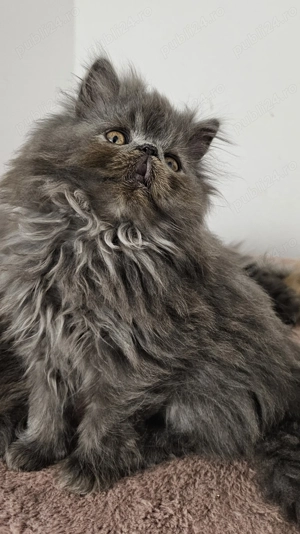 Motănel persan pufos - imagine 5