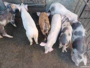 Purcei disponibili  - imagine 3