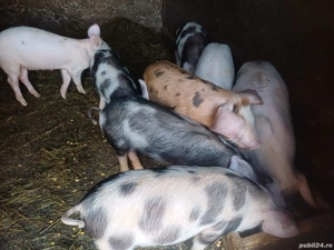 Purcei disponibili  - imagine 2