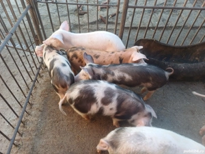 Purcei disponibili  - imagine 4